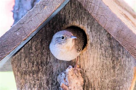 Wren house - Wrens are a family of brown passerine birds in the predominantly New World family Troglodytidae. The family includes 88 species divided into 19 genera.Only the Eurasian wren occurs in the Old World, where, in Anglophone regions, it …